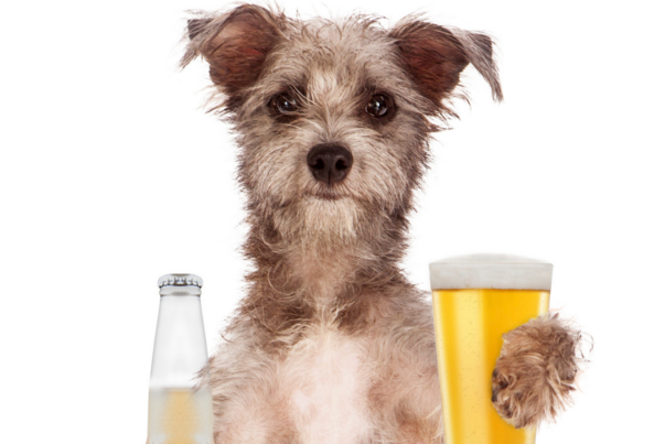 can-dogs-drink-beer-1.png