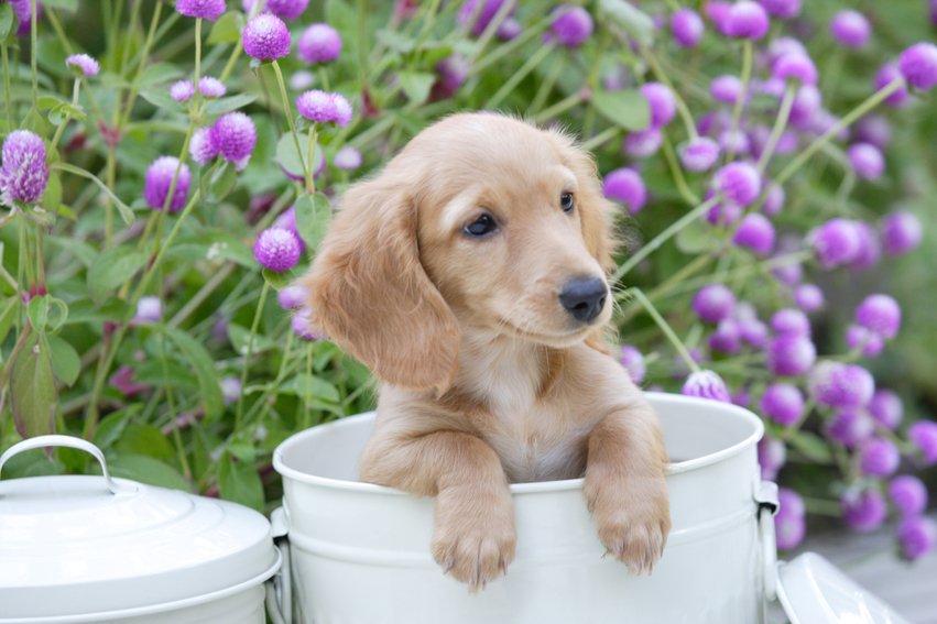 Make Your Garden Dog-Friendly