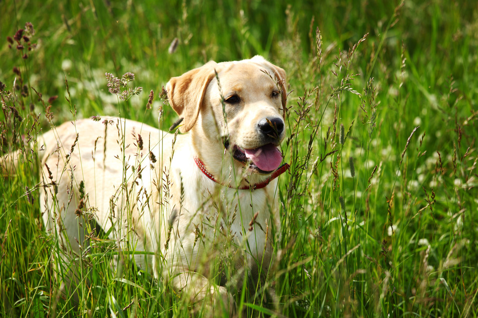 Springtime Safety Tips for Your Pup