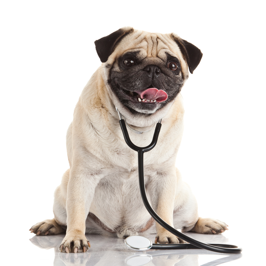 Acupuncture Can Help Relieve Your Pup!