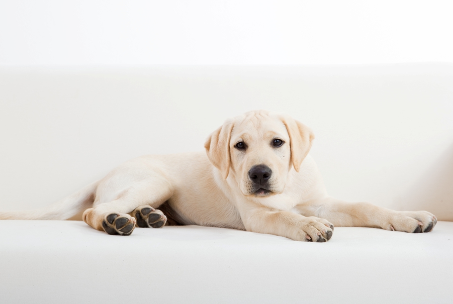 Massage Therapy Can Help De-Stress Your Pup!