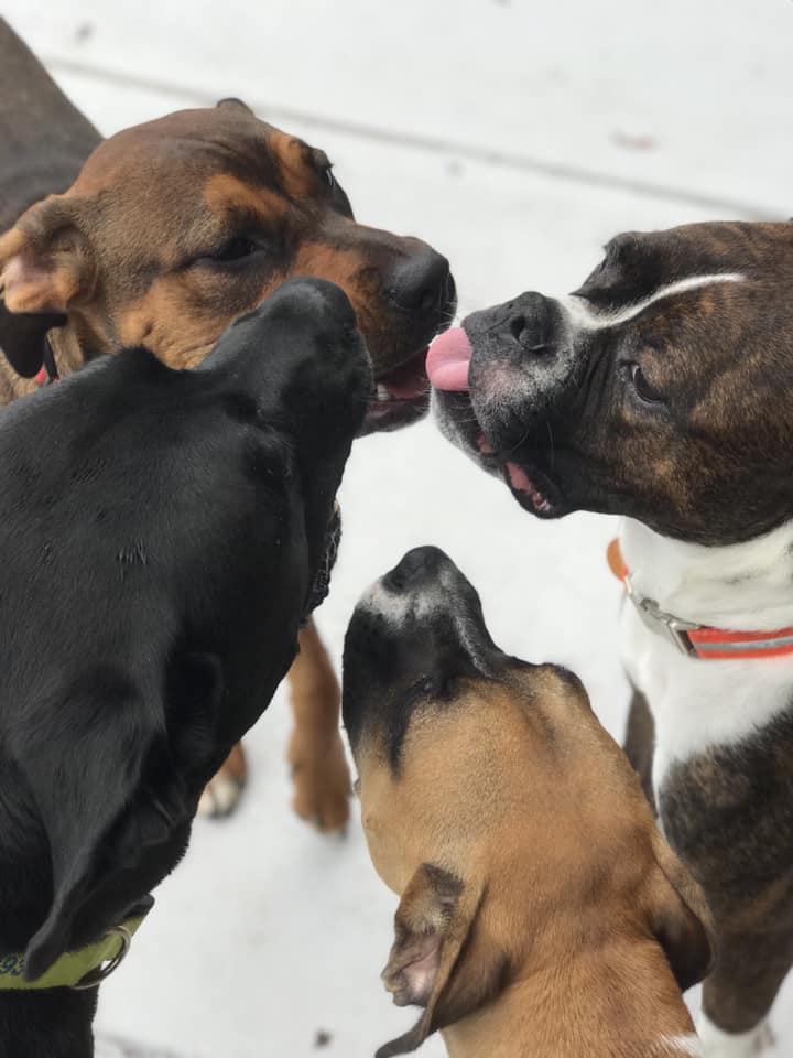 LUCKY DOG STEELE CREEK NOW OPEN FOR DAYCARE & BOARDING!!!