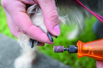 Importance of a mani/pedi for canines