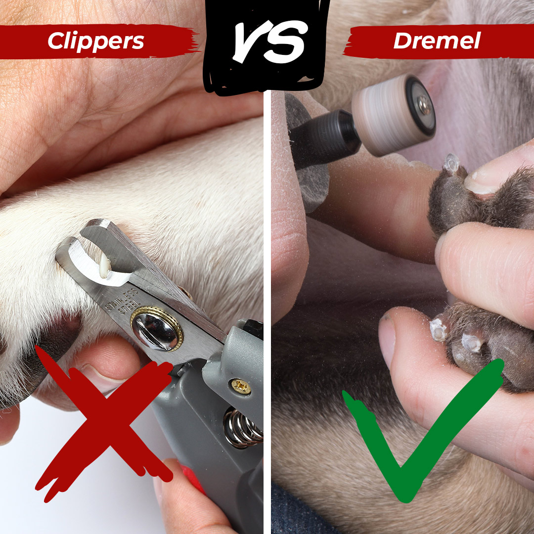 How to Cut Your Dog's Black Nails - Stress-free Grooming Tips - We live in  a flat
