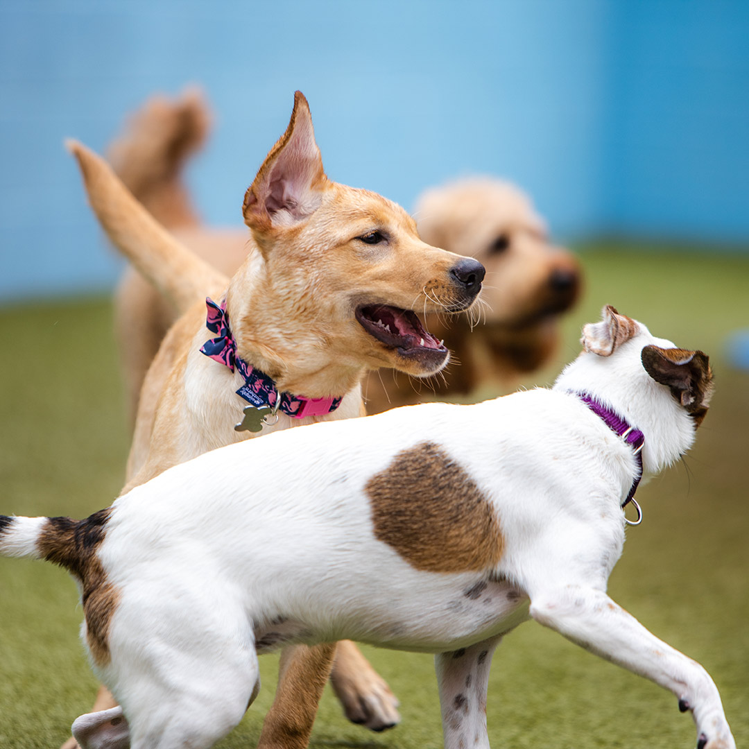 is doggy daycare bad for dogs
