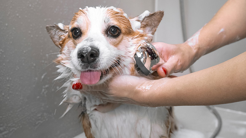 can i bathe with my dog