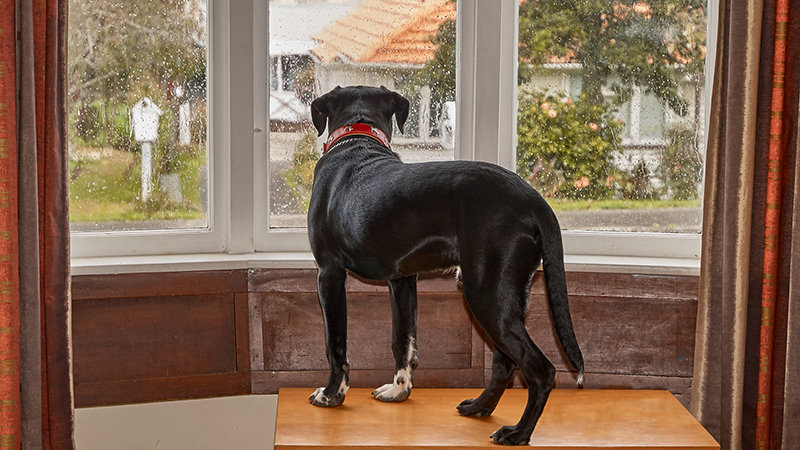 Boarding dog with outlet separation anxiety