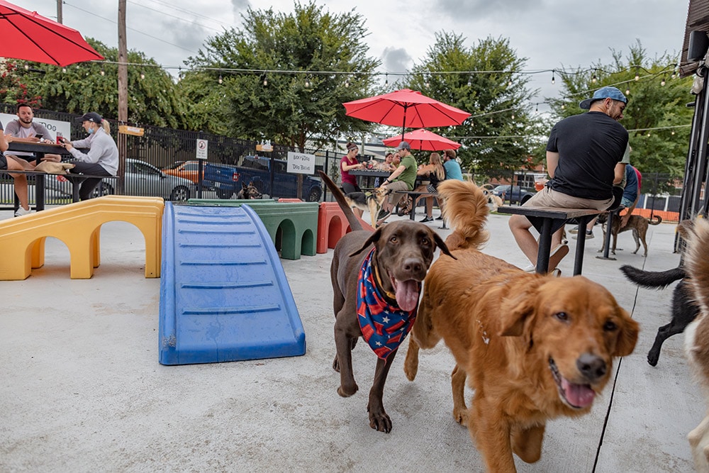 Lucky Dog Lodge - dog activities  Dog playground, Dog kennel outdoor, Outdoor  dog