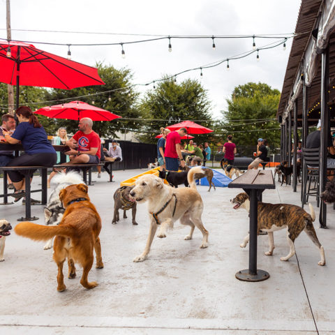 Lucky Dog: Dog Friendly Bar with Indoor & Outdoor Play Yards