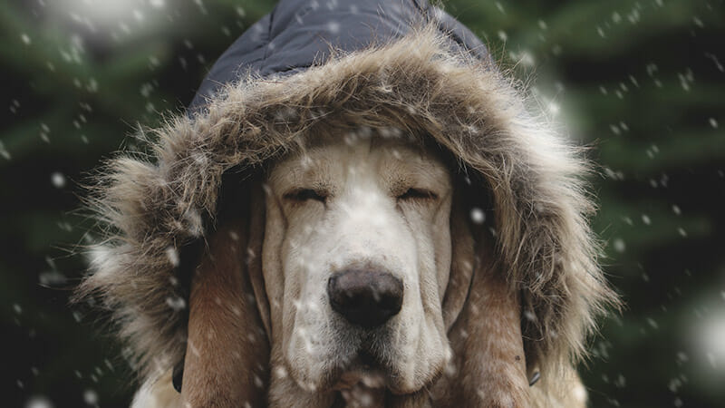 5 Top Tips for Keeping Your Dog Warm This Winter