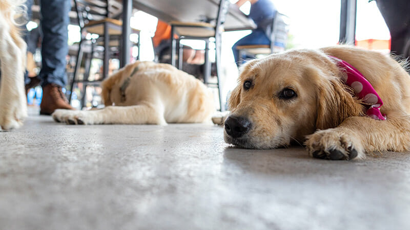 Why Lucky Dog Is the Perfect Spot for a First Date