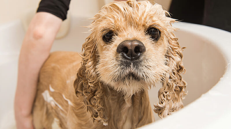 How to Bathe Your Dog Like a Professional Groomer