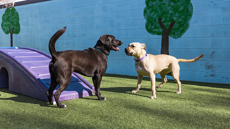 How Long Does It Take for Dogs to Get Used to Daycare?