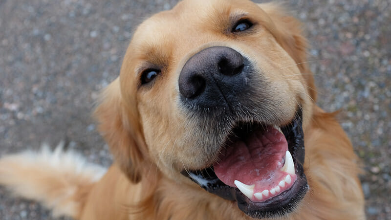 How to Get Rid of Your Dog’s Bad Breath for Good!