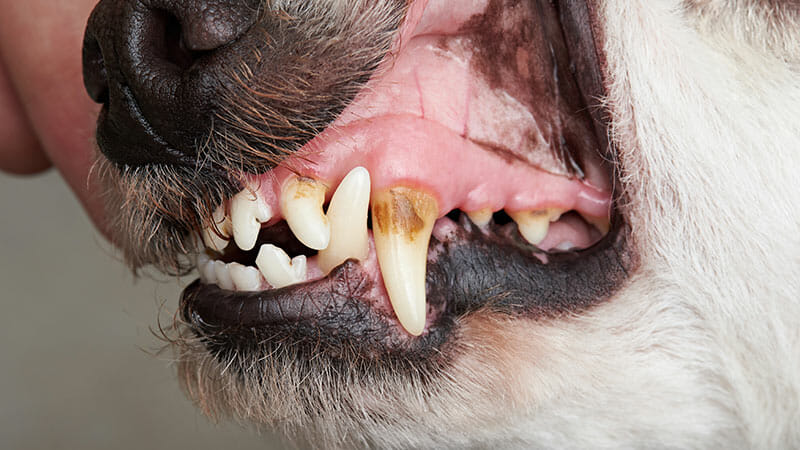 How Often Should You Brush Your Dog’s Teeth?