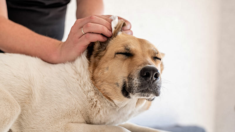 How Often Should You Clean Your Dog’s Ears?