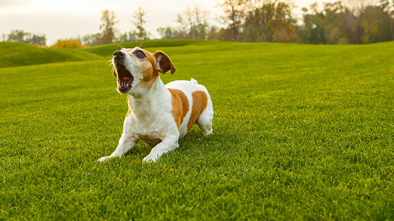 Dog Barking at Strangers? Our Top 5 Tips for Teaching Them to Stop.
