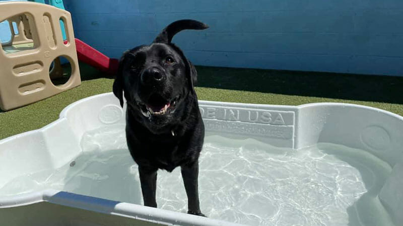 The Best Ways to Keep Your Dog Cool This Summer