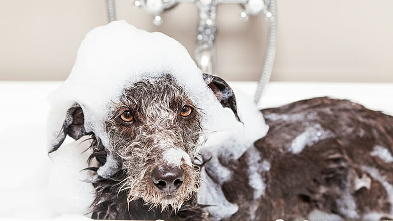 Why You Should Never Use Human Shampoo on Your Dog