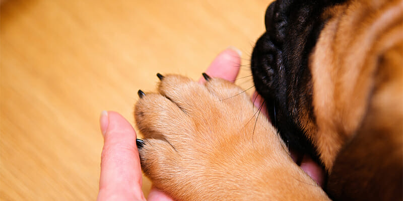 How to Acclimate Your Puppy to Nail Trims and Bath Time