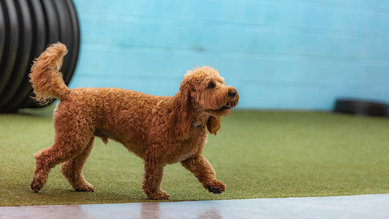 How Often Should Your Dog Attend Daycare?