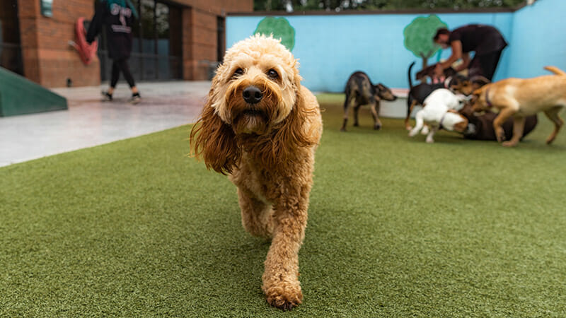 Weekend Dog Boarding: Your Dog Is in Good Hands!