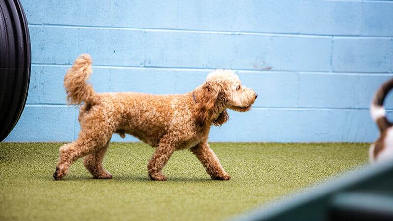 What Happens at Dog Boarding?