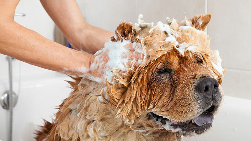 Why and When to Use Oatmeal Shampoo on Your Dog?